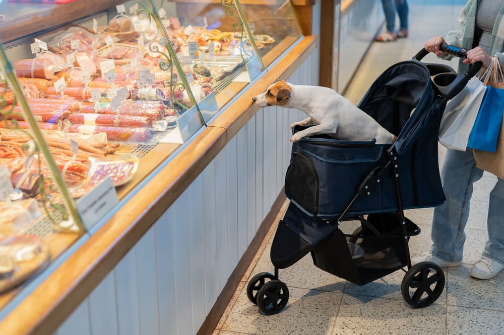 Przykład dog parentingu – pies w wózku na zakupach przed ladą w wędlinami.