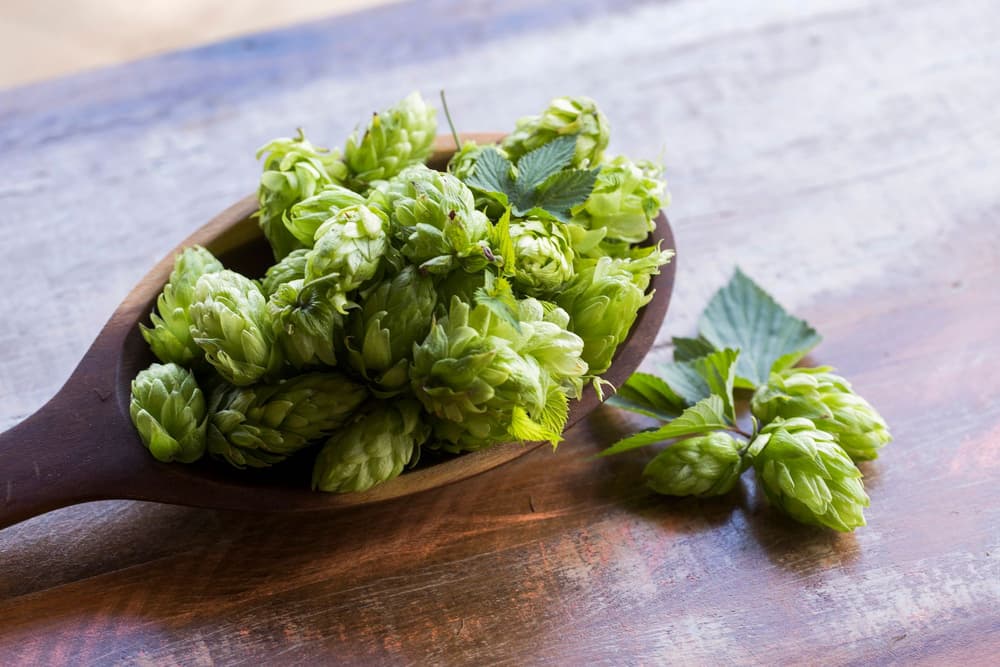 szyszki chmielu na drewnianej łyżce 