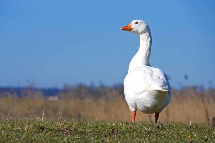 Gęś Pipa – o co chodzi, skąd się wzięła, gdzie kupić, cena, ostrzeżenie UOKiK