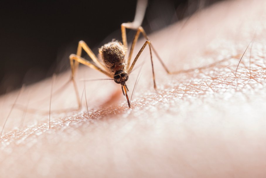 ukąszenie dziecka przez komara